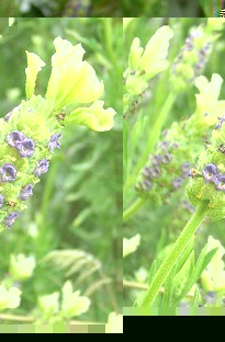 Unbranded Lavender Little Bee x 5 young plants