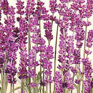 Unbranded Lavender Munstead Dwarf Seeds