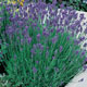 Unbranded Lavender Munstead x 5 Plants