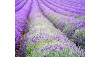 Unbranded Lavender Plant - Hidcote
