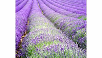 Unbranded Lavender Plants - angustifolia Hidcote