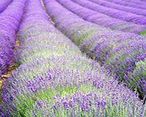 Unbranded Lavender Plants - Hidcoe Blue