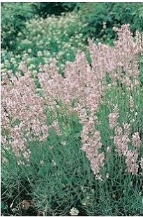 Unbranded Lavender Rosea x 1 litre pot