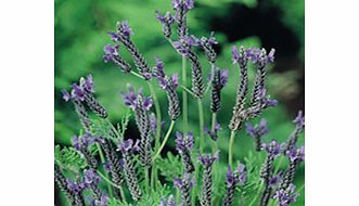 Unbranded Lavender Seeds - Multifida Blue Wonder