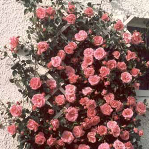 Unbranded Lavinia Climbing Rose (pre-order now)