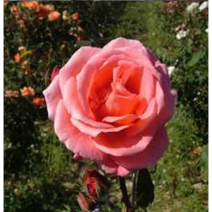 Unbranded Leaping Salmon Climbing Rose (pre-order now)