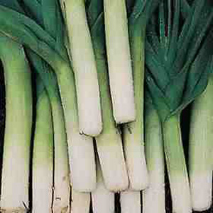 Unbranded Leek Autumn Giant 2 - Porvite Seeds