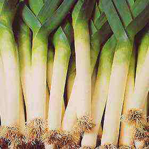 Unbranded Leek Autumn Giant 2