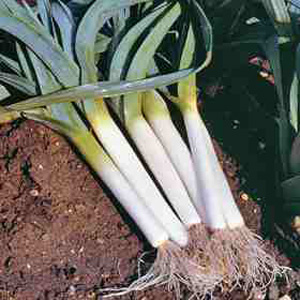 Unbranded Leek Bandit F1 Hybrid Seeds