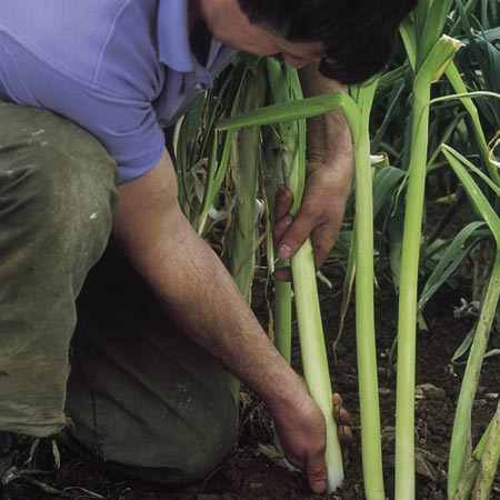 Unbranded Leek Bulgarian Giant Seeds Average Seeds 270