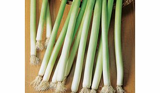 Unbranded Leek Bulgarian Giant Seeds