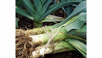 Unbranded Leek Early Winter Continuity Plant Duo Pack