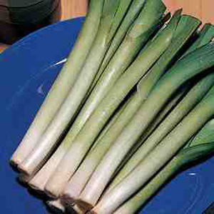 Unbranded Leek King Richard Seeds