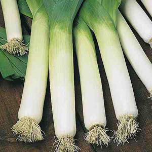 Unbranded Leek Neptune Seeds