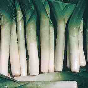 Unbranded Leek Oarsman F1 Hybrid Seeds