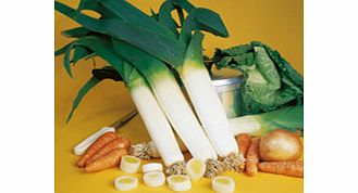 Unbranded Leek Pancho Seeds