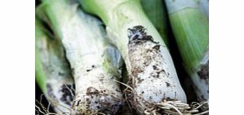 Unbranded Leek Plants - Continuity Autumn Duo Pack