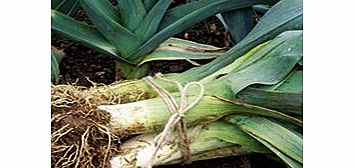 Unbranded Leek Plants - Continuity Winter Duo Pack