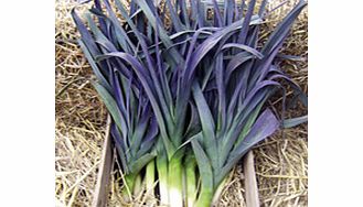 Unbranded Leek Seeds - Northern Lights