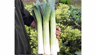 Unbranded Leek Sprintan F1 Seeds
