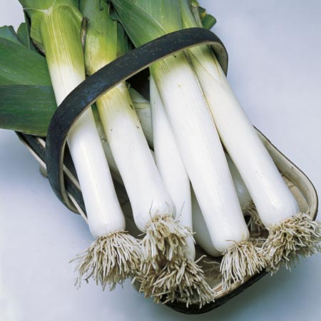 Unbranded Leek Winter Atlanta - ORGANIC SEEDS Average