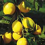 Unbranded Lemon (Hardy) Eureka 481304.htm