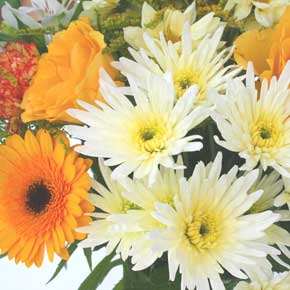 Unbranded Lemon Sorbet