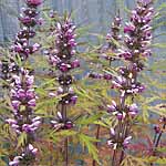 Unbranded Leonurus Titania Seeds 416467.htm