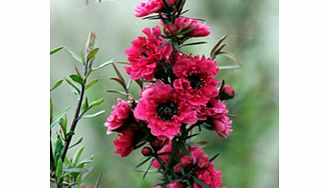 Double dark red flowers and dark green leaves. RHS Award of Garden Merit winner. Supplied in a 2-3 litre pot.Cup-shapedEvergreenFull sunHalf hardyPartial shadeBUY ANY 3 AND SAVE 20.00! (Please note: Offer applies only for plants that have this wordin