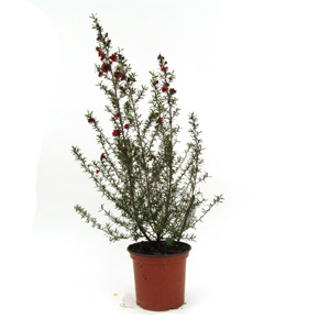 Unbranded Leptospermum scoparium Nichollsii Nanum