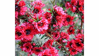 Bronzed foliage double red flowers. Supplied in a 2-3 litre pot.EvergreenFull sunHalf hardyPartial shadeBUY ANY 3 AND SAVE 20.00! (Please note: Offer applies only for plants that have this wording.)