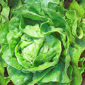 Unbranded Lettuce Artic King Seeds