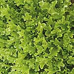 Unbranded Lettuce Ashbrook Seeds 436460.htm