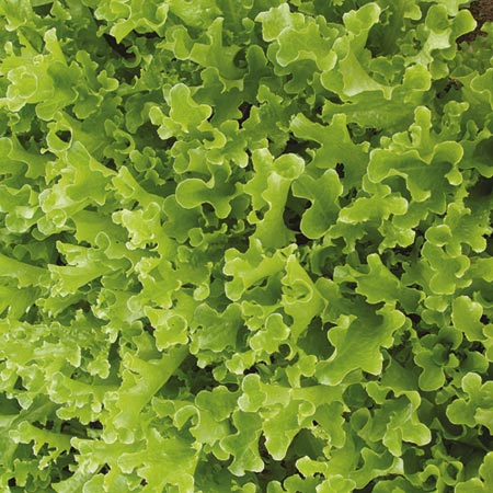 Unbranded Lettuce Ashbrook Seeds Average Seeds 500