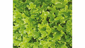 Unbranded Lettuce Ashbrook Seeds