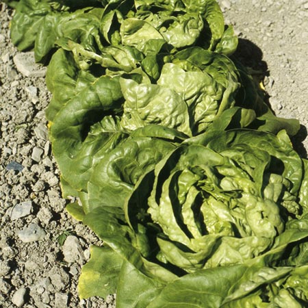 Unbranded Lettuce Buttercrunch Seeds Average Seeds 1550