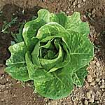 Unbranded Lettuce Claremont Seeds 436656.htm