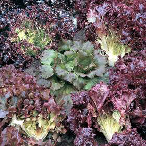 Unbranded Lettuce Colour Shades Mixed Seeds