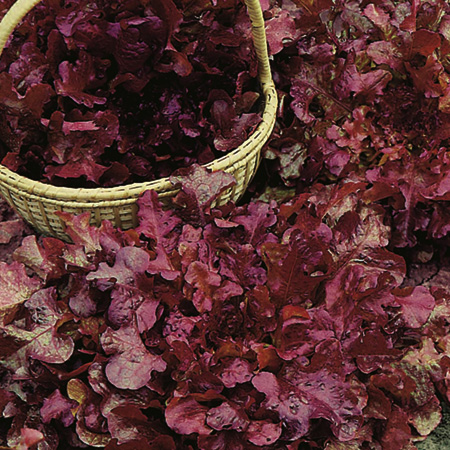 Unbranded Lettuce Delicato Seeds Average Seeds 500