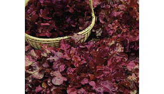 Unbranded Lettuce Delicato Seeds
