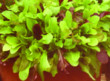 Unbranded Lettuce Gourmet Mixed Seeds