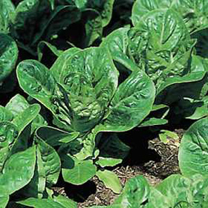 Unbranded Lettuce Little Gem Pearl Seeds