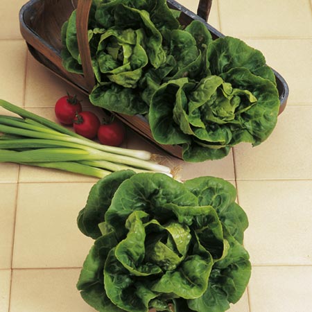 Unbranded Lettuce Little Gem Seeds - Triplepack Average