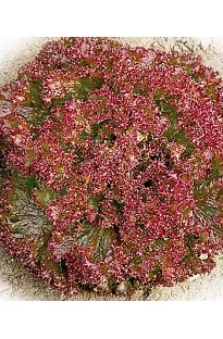 Unbranded Lettuce Lollo Rosso x 750 seeds