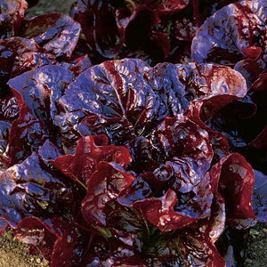 Unbranded Lettuce Marshall Seeds