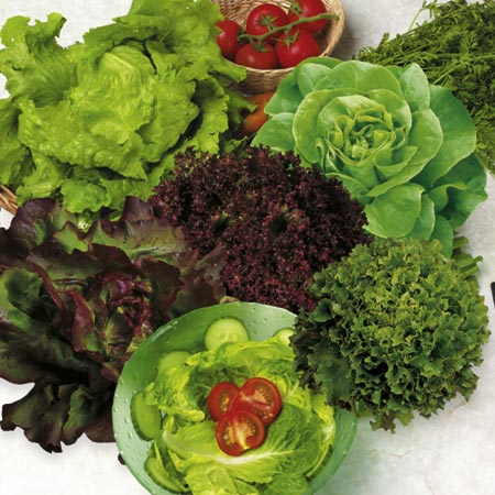 Unbranded Lettuce Mixed Plants Collection Pack of 18 Plug
