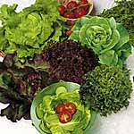 Unbranded Lettuce Mixed Plants