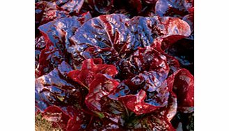 Unbranded Lettuce Nymans Seeds