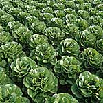 Unbranded Lettuce Pinokkio Seeds 437198.htm