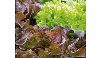 Unbranded Lettuce Plant Collection x 18 (Delivery June)